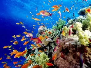 VẺ ĐẸP CỦA RẠN SAN HÔ GREAT BARRIER REEF